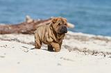 SHAR-PEI 156